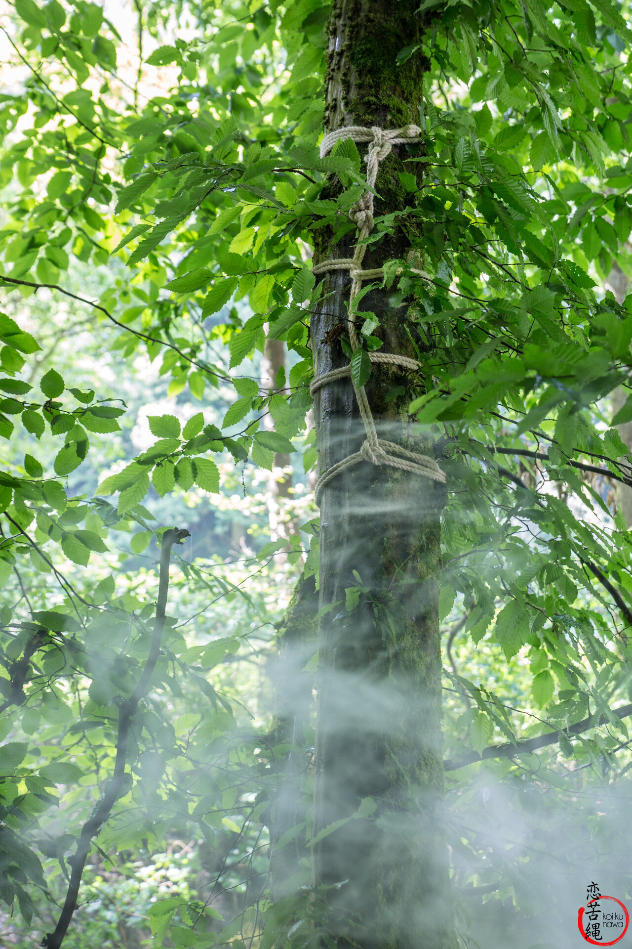 Impression 1 aus Wald-Shooting
